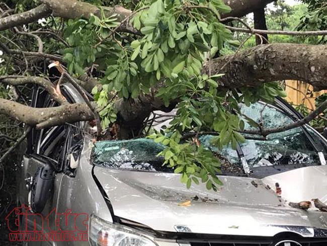 Mưa lớn, cây xanh bật gốc đè bẹp rúm xe ô tô, tài xế thoát chết trong gang tấc ảnh 1